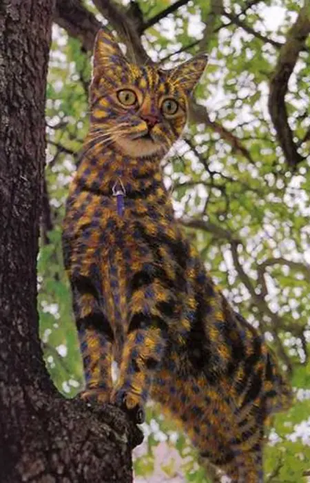 ♥Gatitos Lokitos (2011)♥