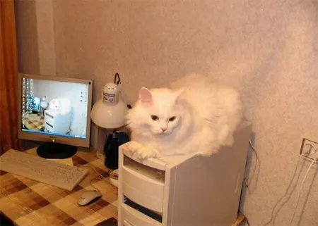 gatitos