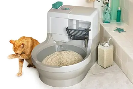gatitos