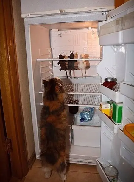 gatos