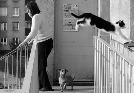 gatos