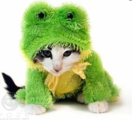 ♥Gatitos Lokitos (2011)♥