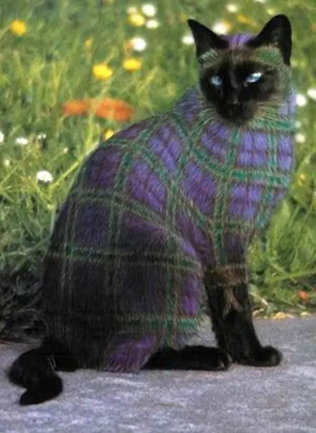♥Gatitos Lokitos (2011)♥
