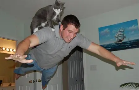 gatitos