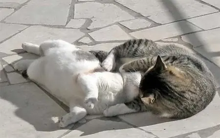 gatos
