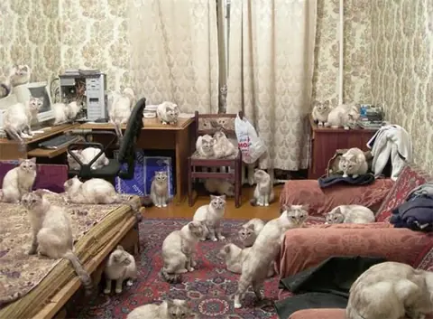 gatos