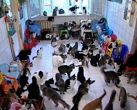 gatos