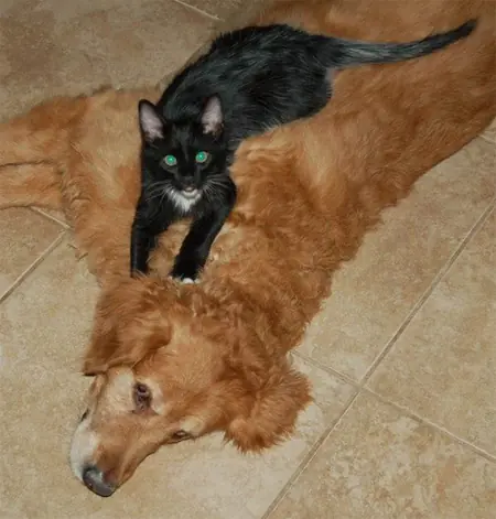 gatitos