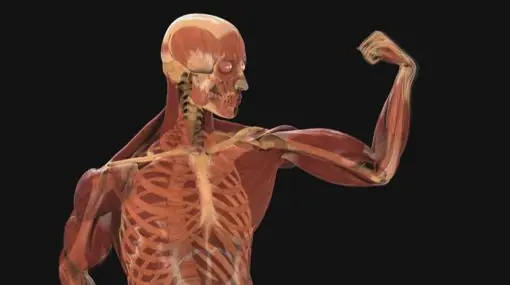22 Datos Al Azar Sobre El Cuerpo Humano