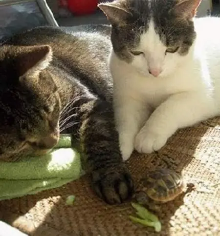 ♥Gatitos Lokitos (2011)♥