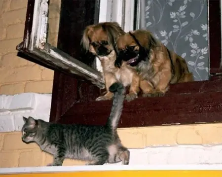gatitos