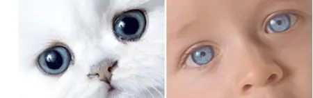 Animales