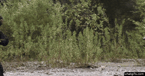 mira estos gifs papa