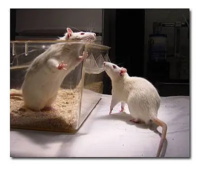Experimentación con animales