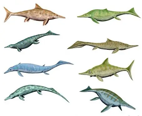 carbonifero
