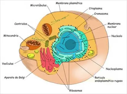 celula