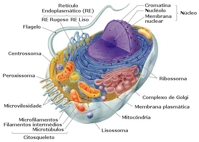 biologia