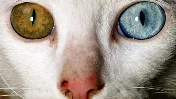 ¿Los gatos son espías alienígenas?