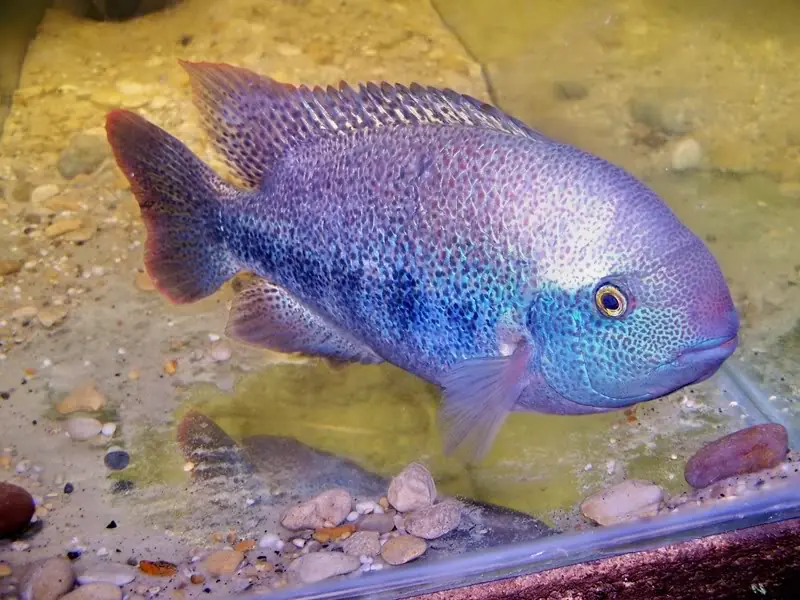 sambuche de mondiola