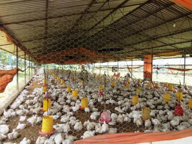 Gallinas Ponedoras (buen negocio)