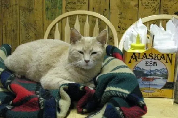 gato