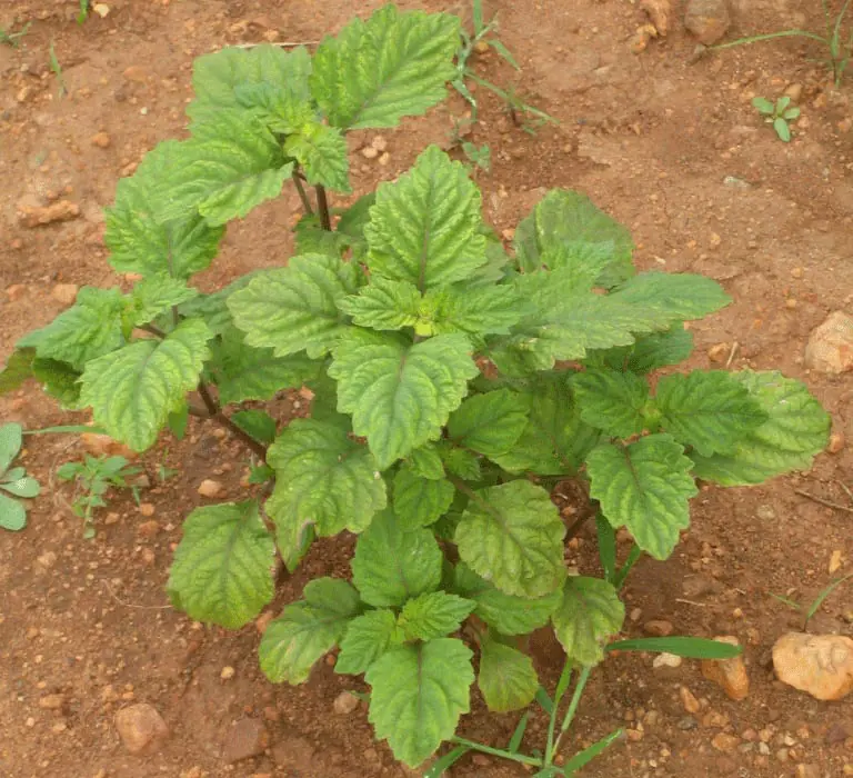 Patchouli solucion de Frigidez, baja libido, inhibición.