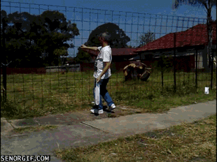 Gifs