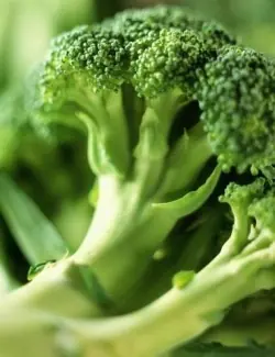 alimento