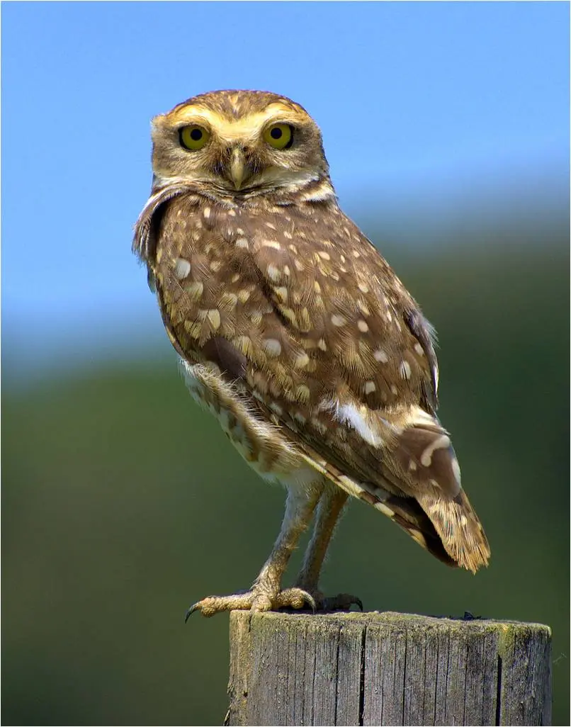 buho