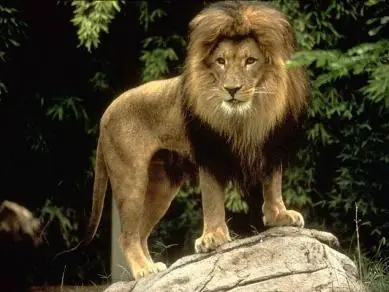 Animales en peligro de extincion ( fotos )