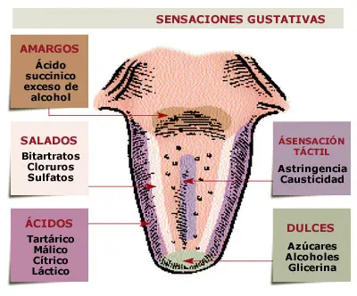 decalogo cata de vinos
