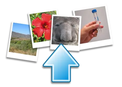 Subir y mostrar imagens con Php y Mysql parte