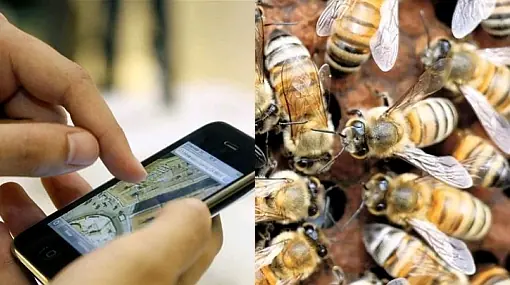Los celulares estan matando a las abejas