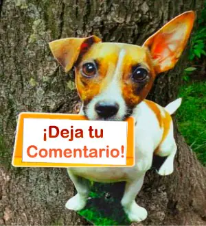 Animales