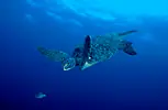 galapagos