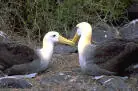 Animales increibles de Isla Galápagos