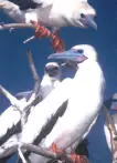 galapagos