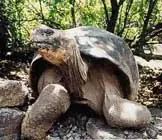 Animales increibles de Isla Galápagos