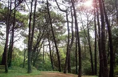 [Poema Propio] El bosque, el ghetto y la sombra de parra