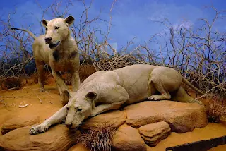 Animales