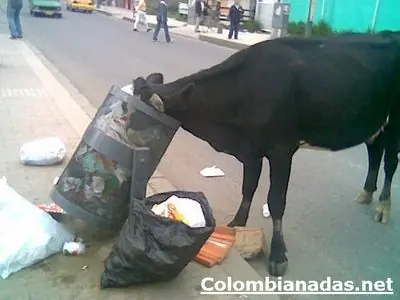 colombianadas