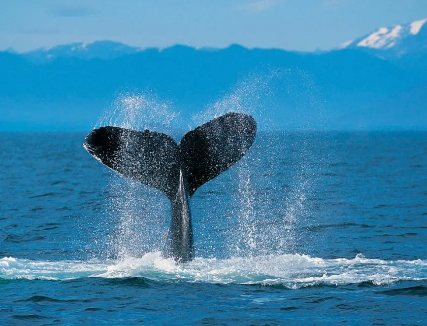Las mejores fotos de la Fauna Argentina