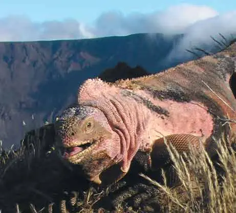 Descubren una nueva especie de iguana en Islas Galápagos