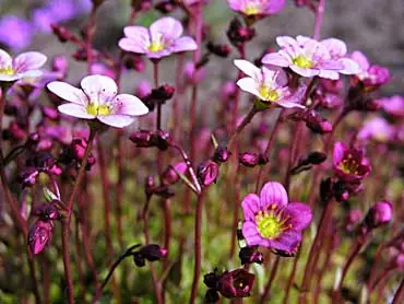 Los efectos de la primavera