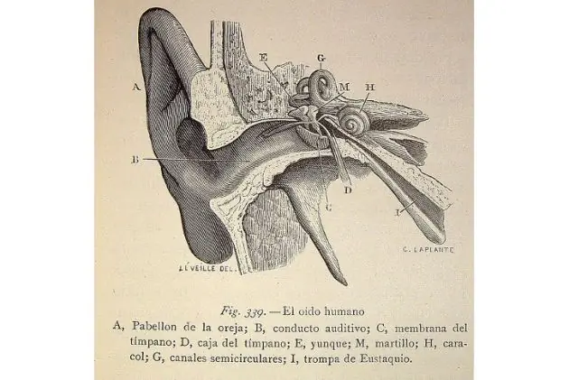 15 curiosidades sobre el oído