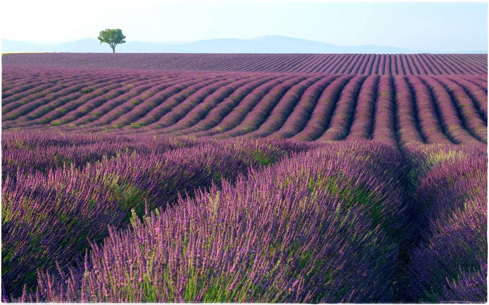 lavanda