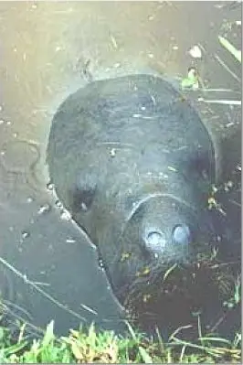 guayanas