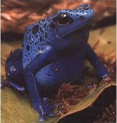 Animales