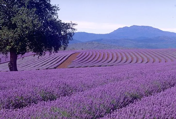 La lavanda: una planta beneficiosa para la salud