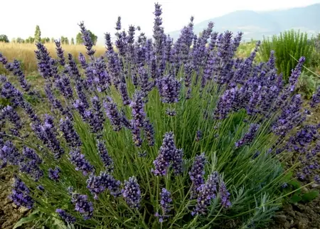 lavanda